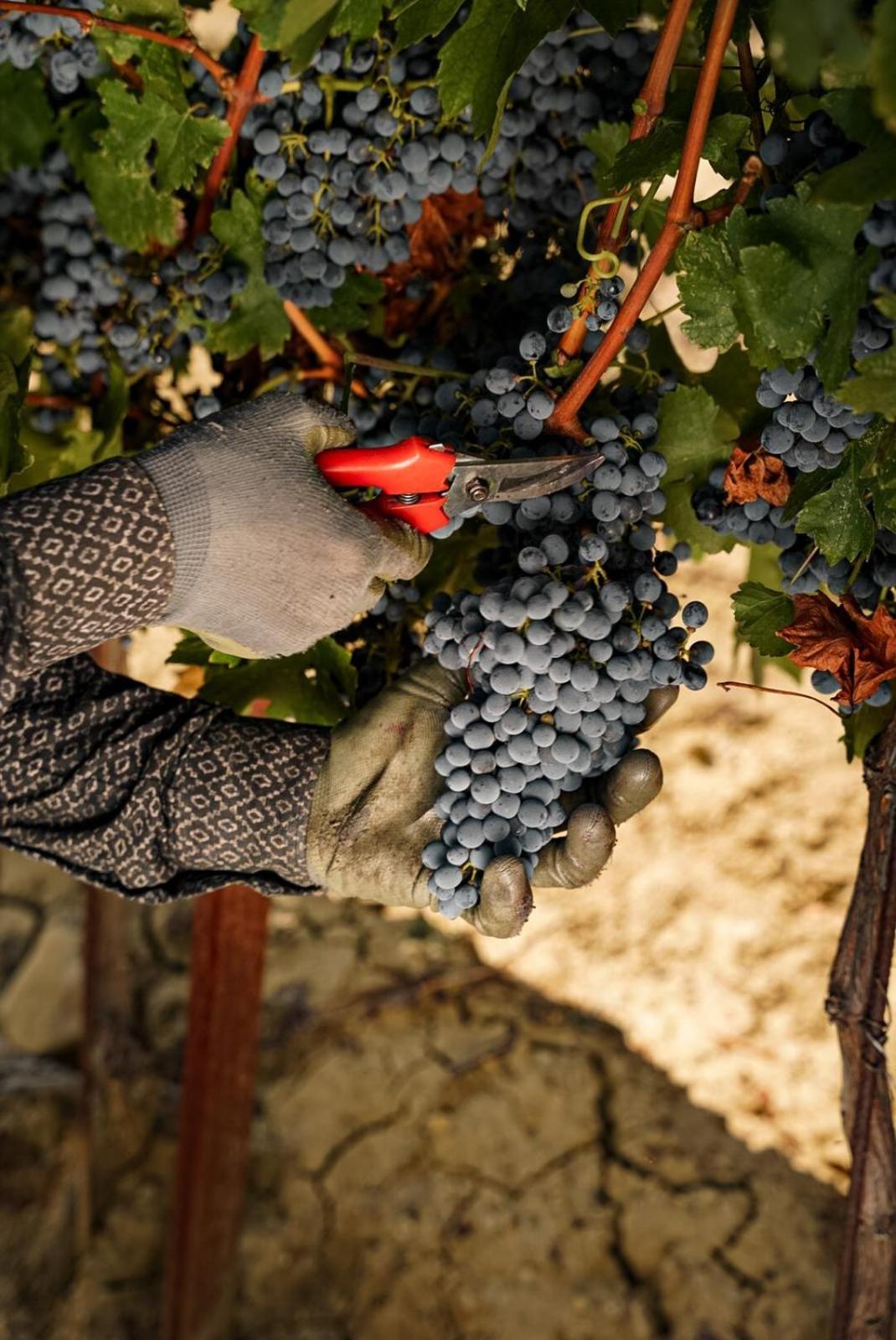 Wine Residence Cattunar 브르토니글라 외부 사진