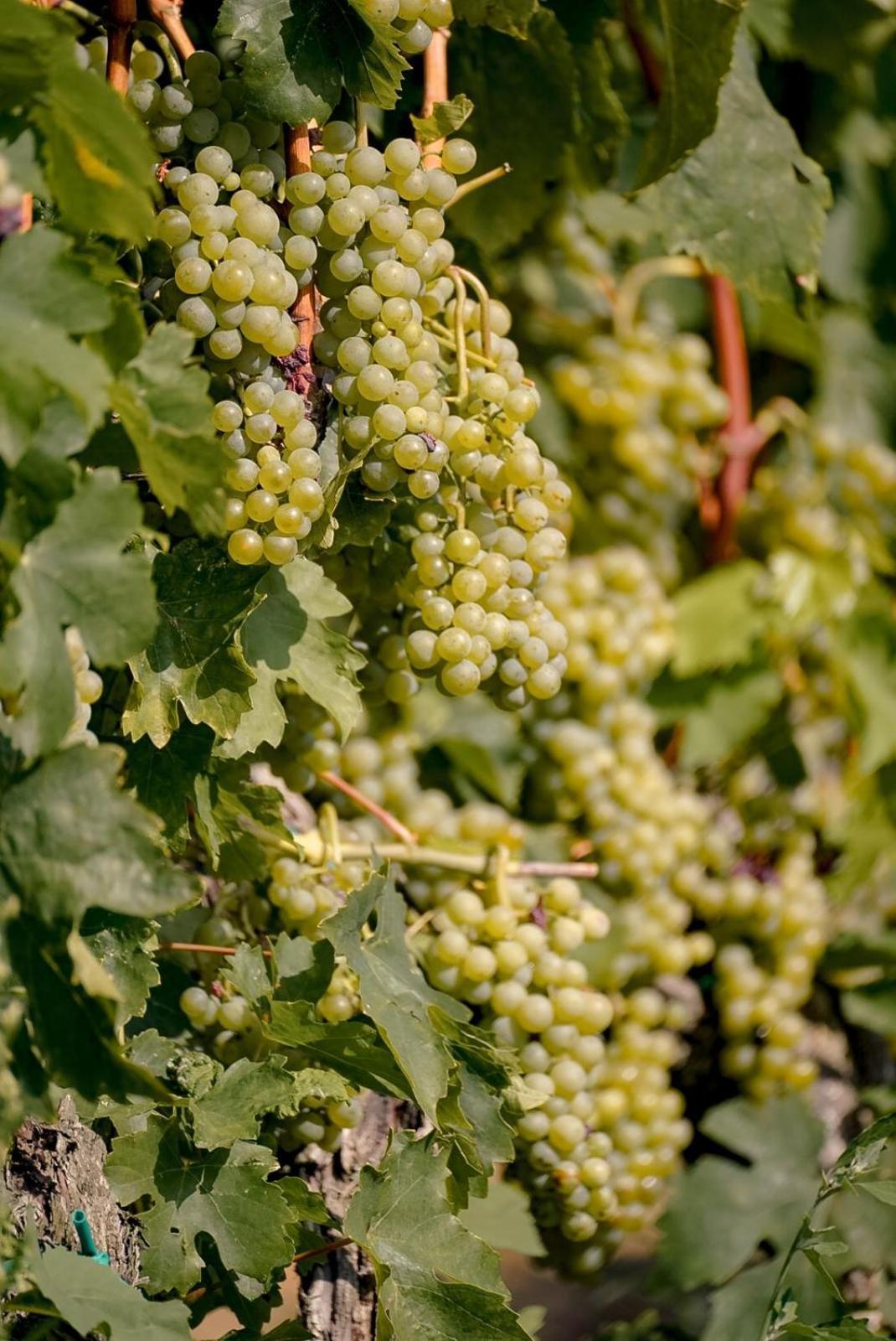 Wine Residence Cattunar 브르토니글라 외부 사진